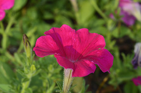 һ���Һ�ɫ����̶���