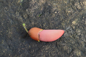 һ�����ڴ�ͩ����