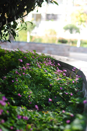 ��ɫ��С��