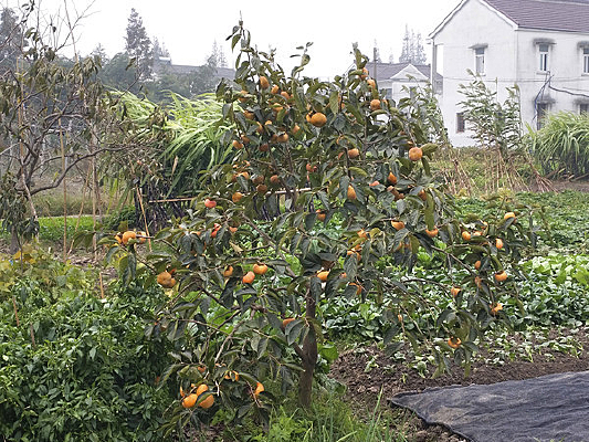 ���ӽ���