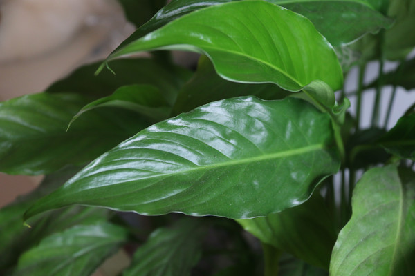 ��Ƭ��һ����˳Ҷ��