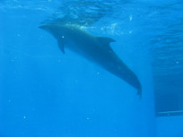 ����ˮ��ĺ���