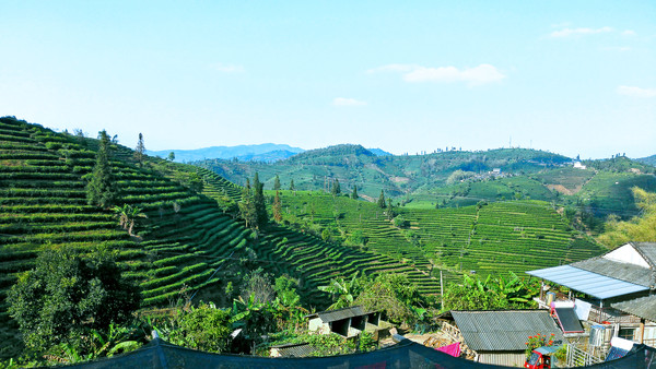 ��ɫ�ն���������Ĳ�ɽ