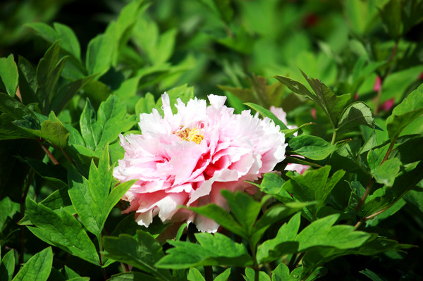 ��ˮ ����