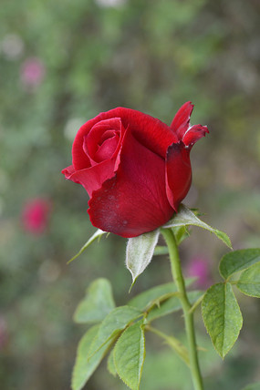 �����ĺ�ɫõ�廨����ͼƬ