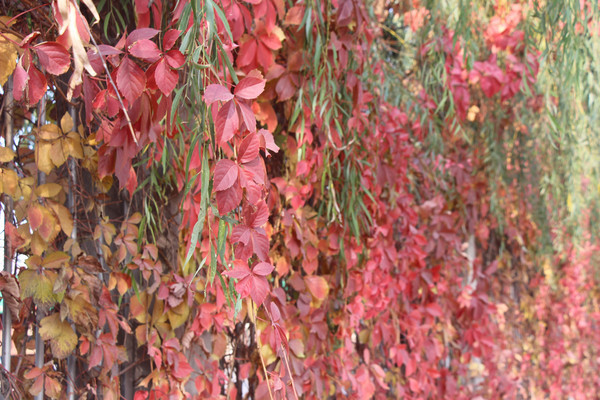 ������ɽ��