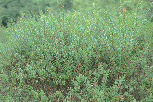 �ܼ�����Ҷ