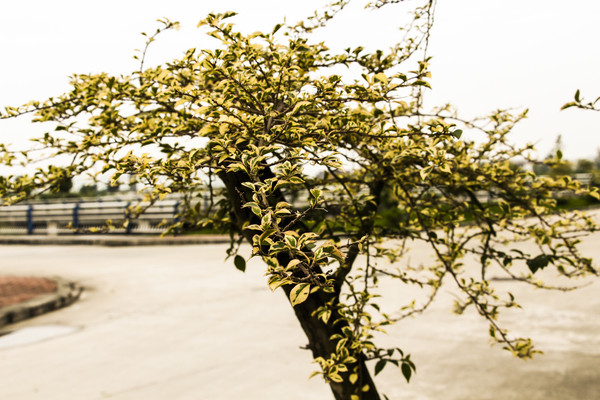 �����ϵ�ֲ��