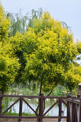 ������ľ�羰