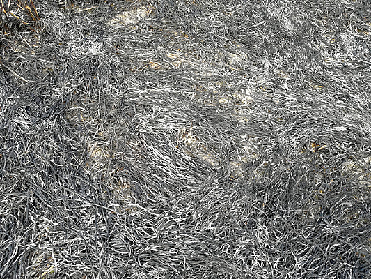 �ұ����ز�