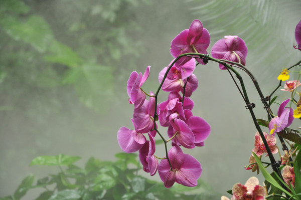 ��������ɫ�Ļ���