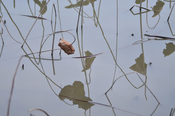 �ɻ��кɺ�Ҷ