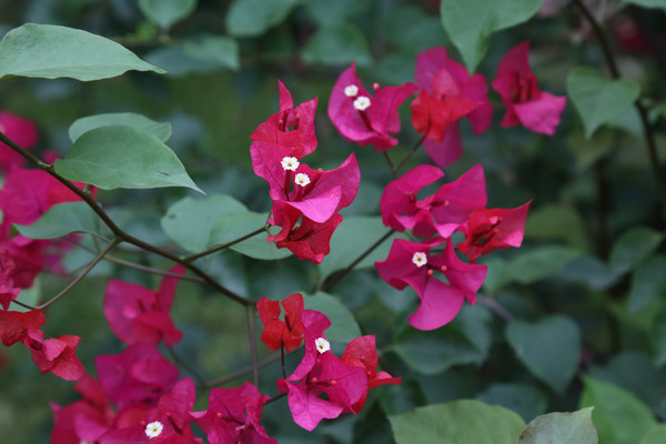 ���й�԰�ĵ�С�컨