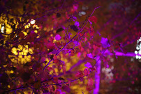 �޺�ƹ��µ���Ҷ