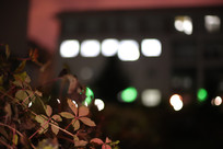 ҹ�����ƵĽ�ѧ¥ǰ����Ҷ