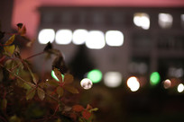 ҹ�����ƵĽ�ѧ¥ǰ����Ҷ