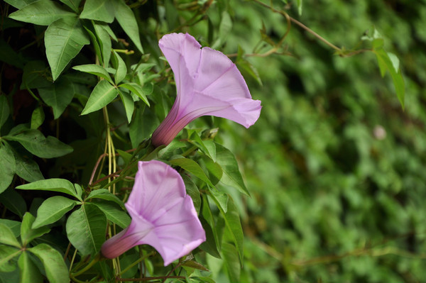 ��ɫ��ǣţ��