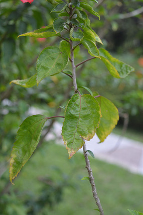 ����֦��