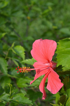 �����ʺ�ɫ��컨