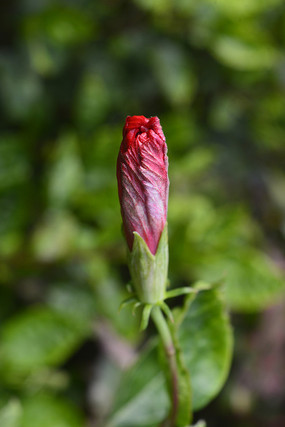 ��ɣ����