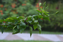 ��֦�뻨��