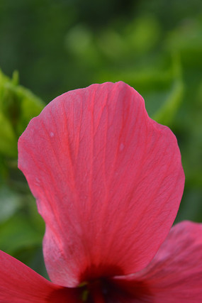 �������ϴ�컨����ͼƬ