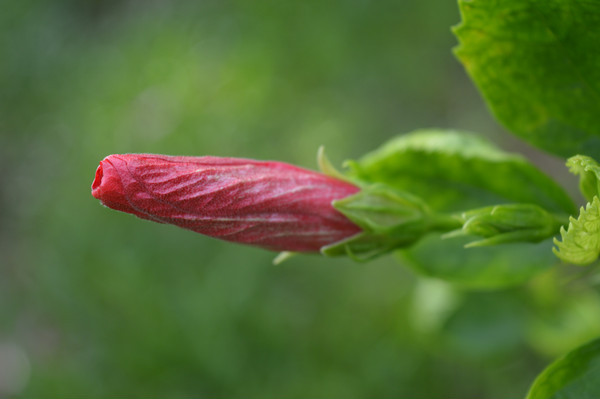 �������ϴ�컨����ͼƬ