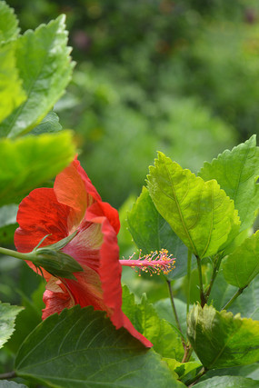 �������ϴ�컨ͼƬ