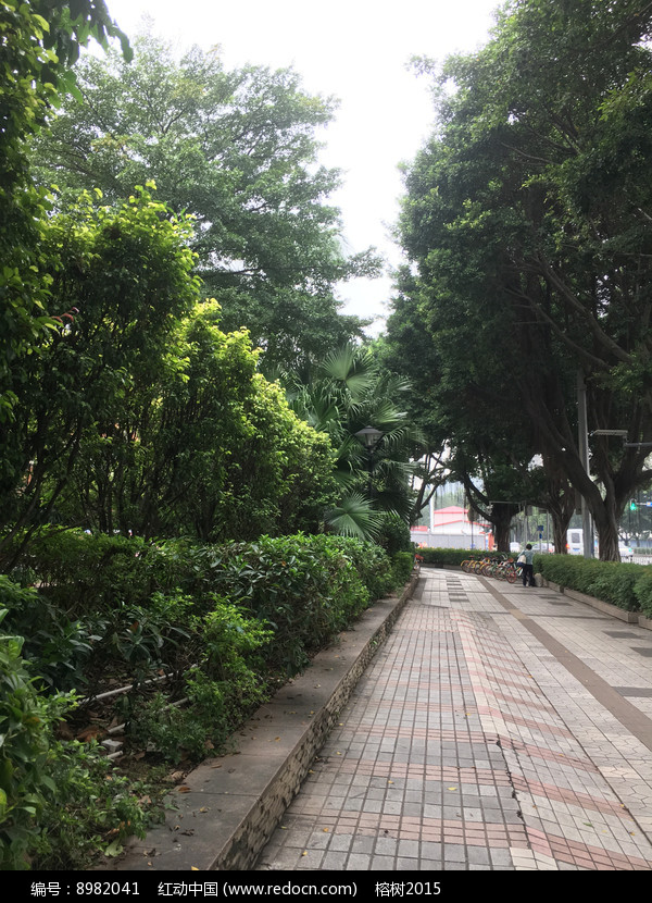 广州流花路人行道绿道图片