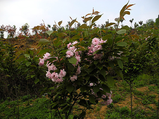 ��԰����