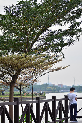 ���ߵ���ľ