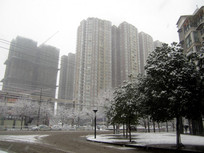 ����ѩ��