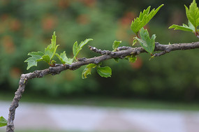 ���۵ķ�ɣ֦��