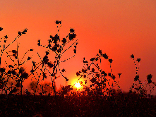 ����ʪ�ط��