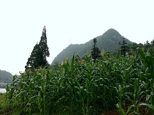 ɽ���ϵ����׵�