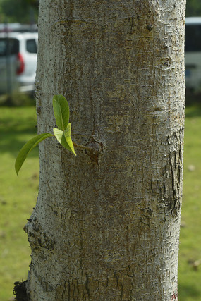 ��ľ����