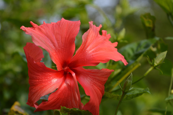 �ʺ�ɫ��ɣ���������дͼ