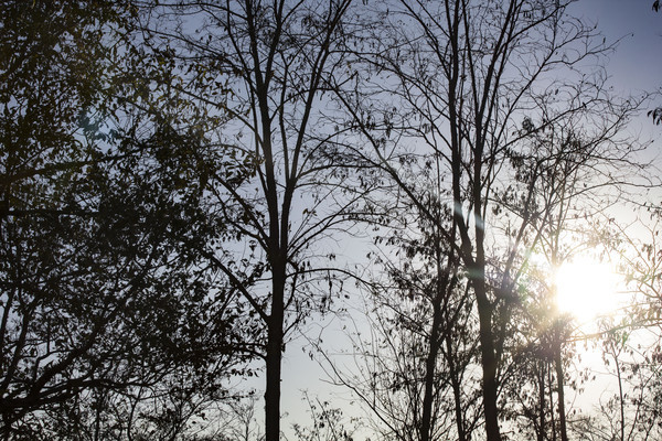 ������ҫ����