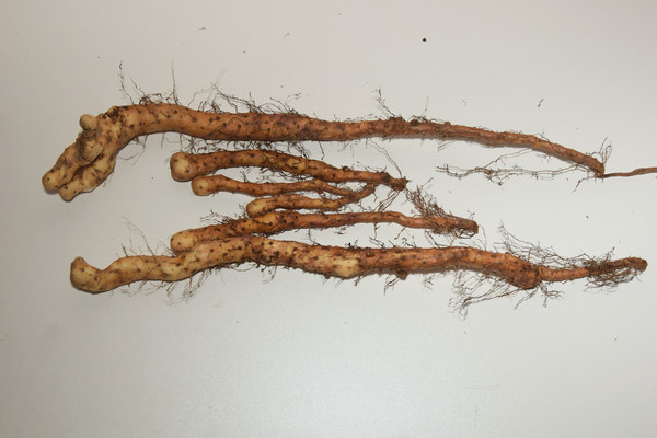 Ұ��ɽҩ����ͼƬ