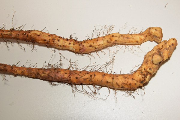 Ұ��ɽҩ΢����д