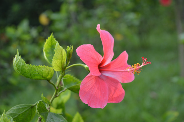 һ��������ϴ�컨ͼƬ