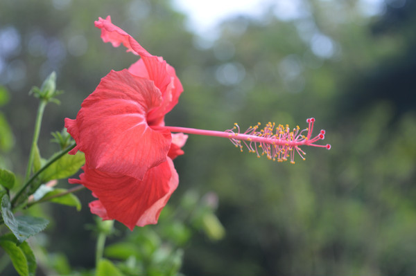 һ���й����ϴ�컨