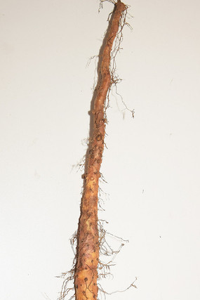 һ��������Ұ��ɽҩ