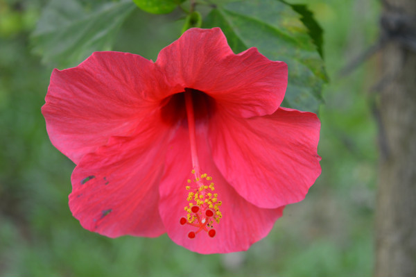 �й����ϴ�컨ͼƬ