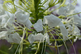 �׻��˿�������