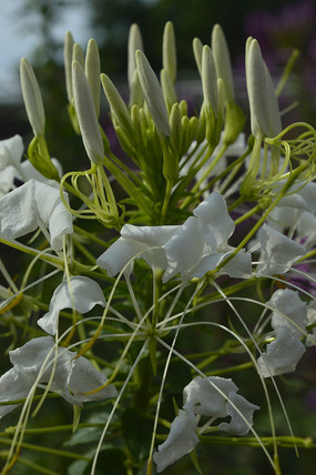 ��ɫ����������