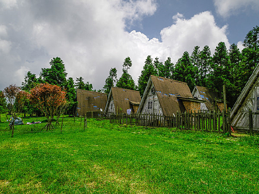 �ݳ��ϵ�Сľ��