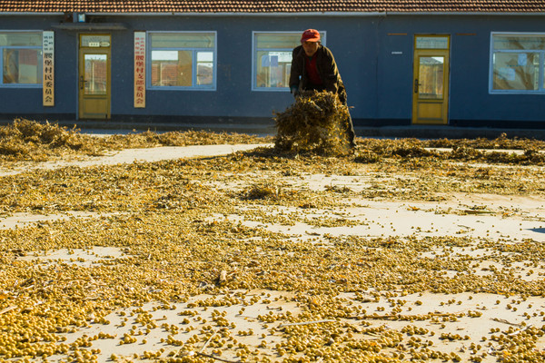 ��Ժ�ϵĻƶ�