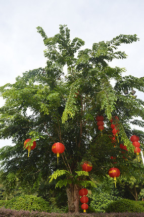 ���������ҵĺ����