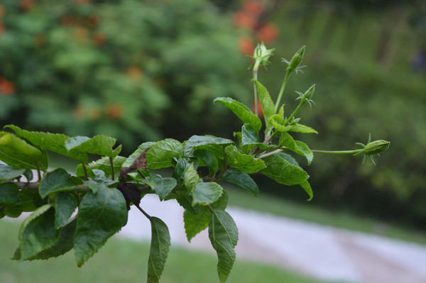 �����ɣ֦��ͼƬ